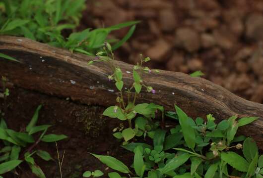 Image of Canscora concanensis C. B. Clark