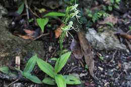 Habenaria macroceratitis Willd.的圖片