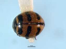 Image of Three-banded Lady Beetle