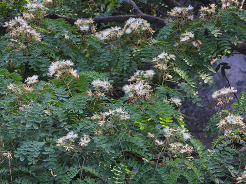 Albizia kalkora (Roxb.) Prain的圖片