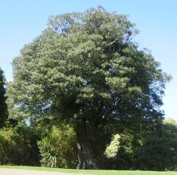 Image of Elaeocarpus dentatus (J. R. & G. Forst.) Vahl
