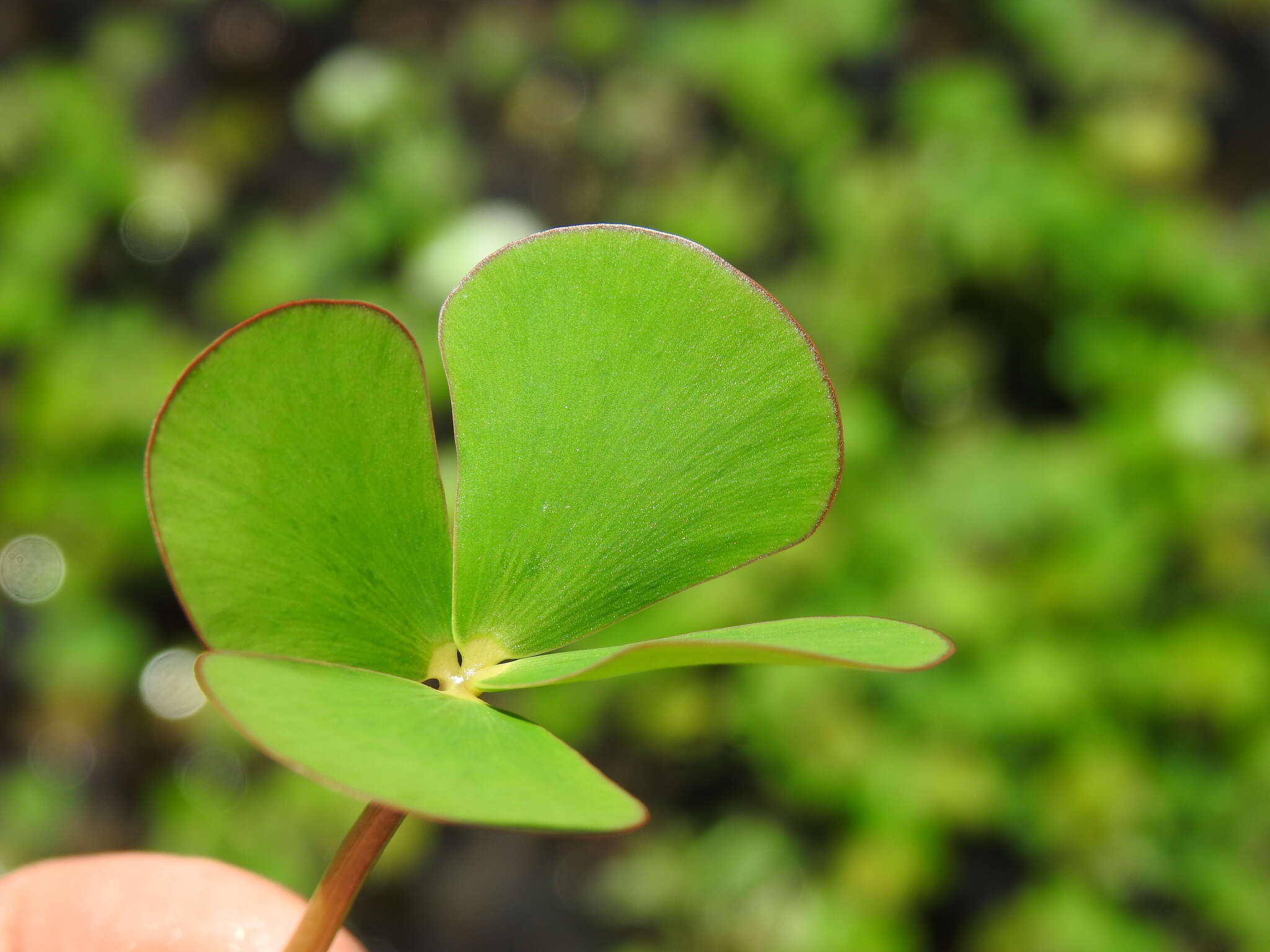 Image of Australian Water-Clover