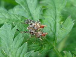 Image of Trypetoptera punctulata (Scopoli 1763)