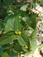 Image of Calyptocarpus brasiliensis (Nees & Mart.) B. L. Turner