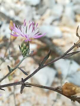 Слика од Centaurea paniculata L.