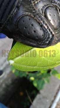 Ficus tinctoria Forst. fil. resmi