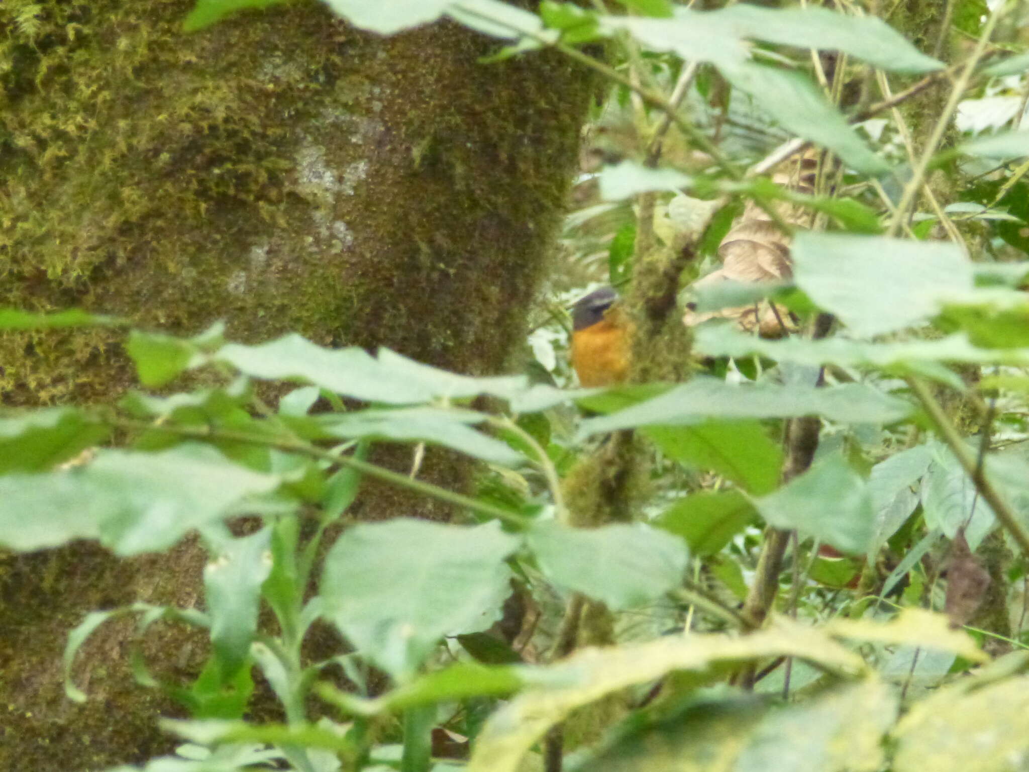 Image of Mountain Robin-Chat