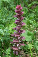 Image of Pyramidal Bugle