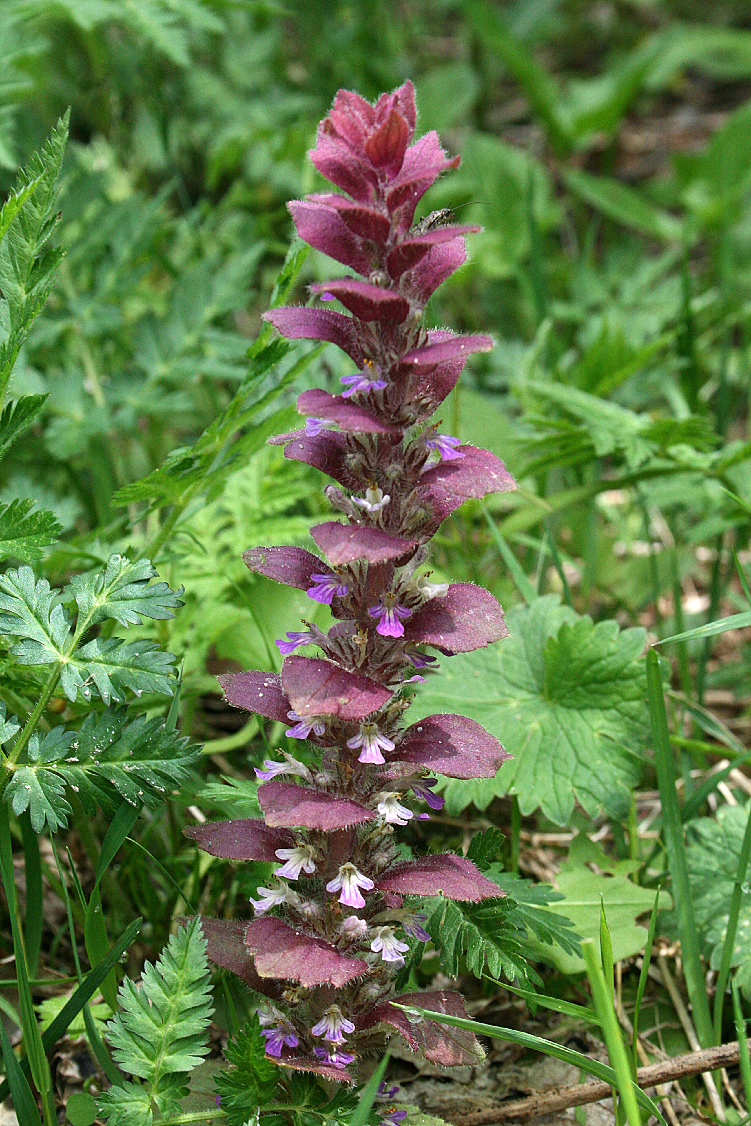 Image of Pyramidal Bugle