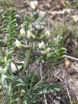 Image of silky sophora