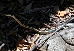 Image of California whipsnake