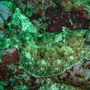 Image of Sole flounder