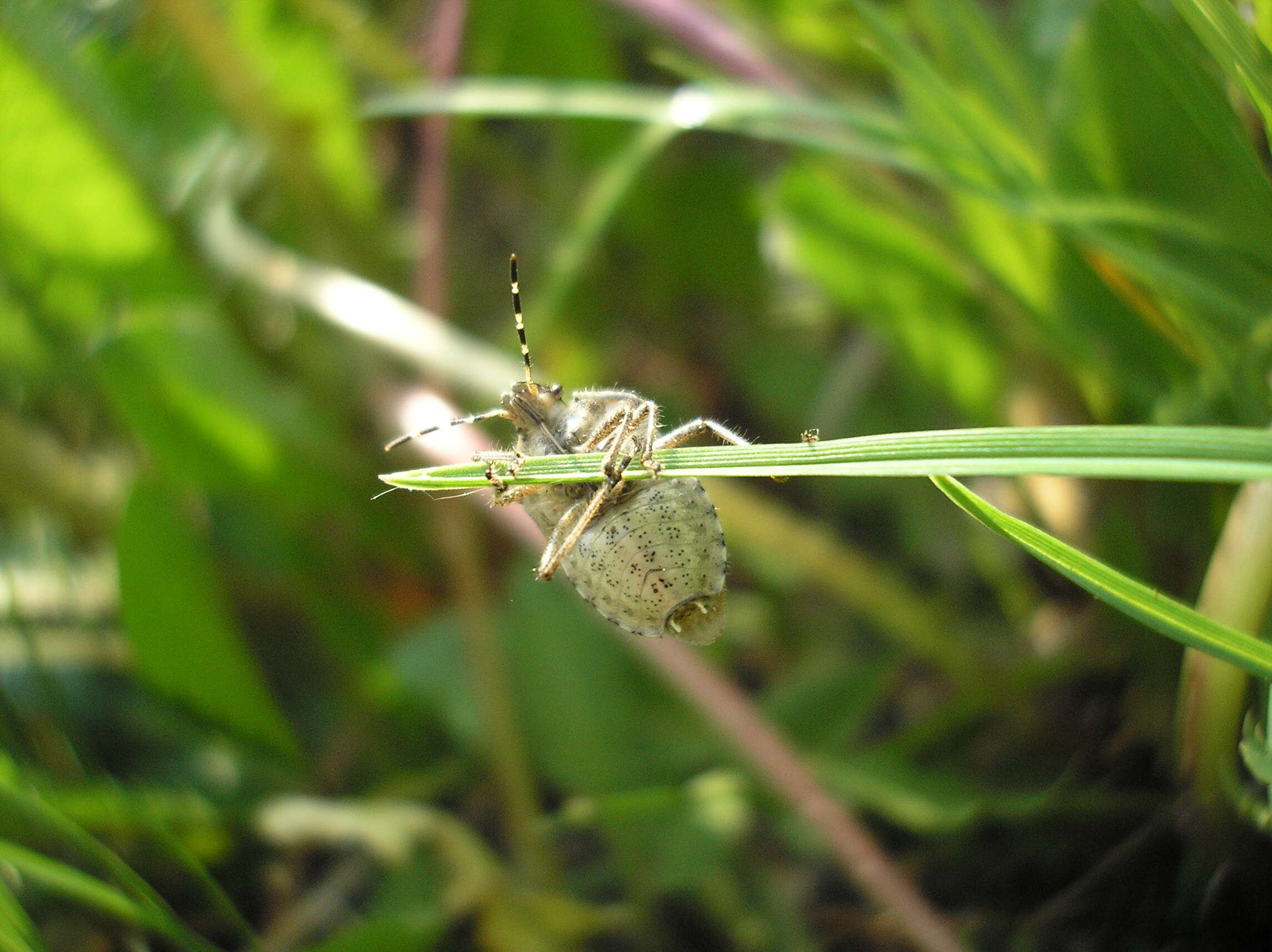 Image of sloe bug