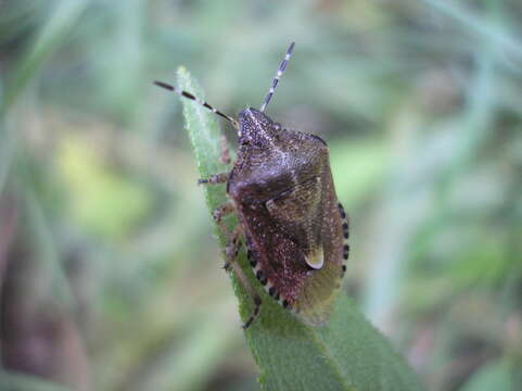 Image of sloe bug