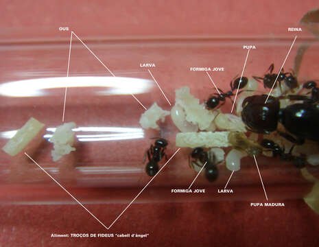 Image of Messor barbarus (Linnaeus 1767)