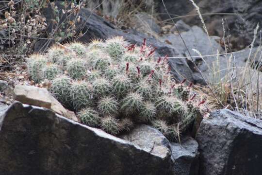 Imagem de <i>Echinocereus bakeri</i>