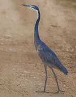 Image of Black-headed Heron