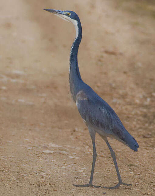 Image of Black-headed Heron