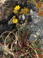 Plancia ëd Ivesia lycopodioides Gray