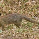 Image of Namaqua slender mongoose