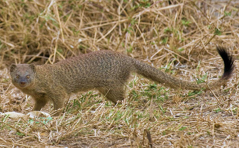 Image of Namaqua slender mongoose