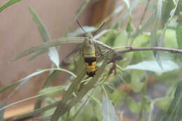 Plancia ëd Cephonodes kingii (Macleay W. S. (1826))