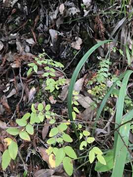 Imagem de Rosa gymnocarpa subsp. gymnocarpa