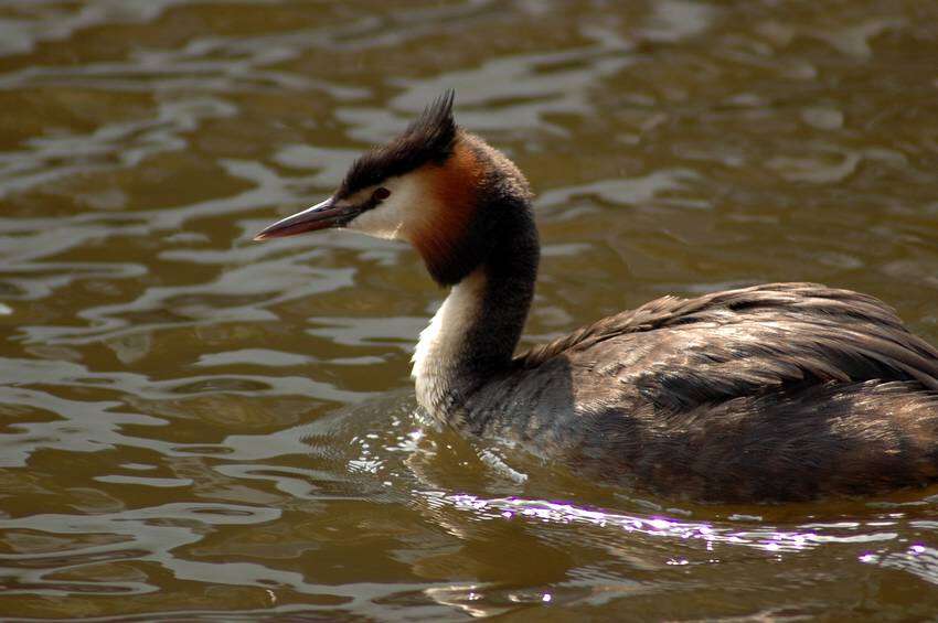 Image of Podiceps Latham 1787