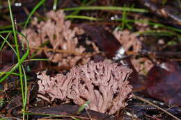 Image of Clavaria versatilis (Quél.) Sacc. & Trotter 1912