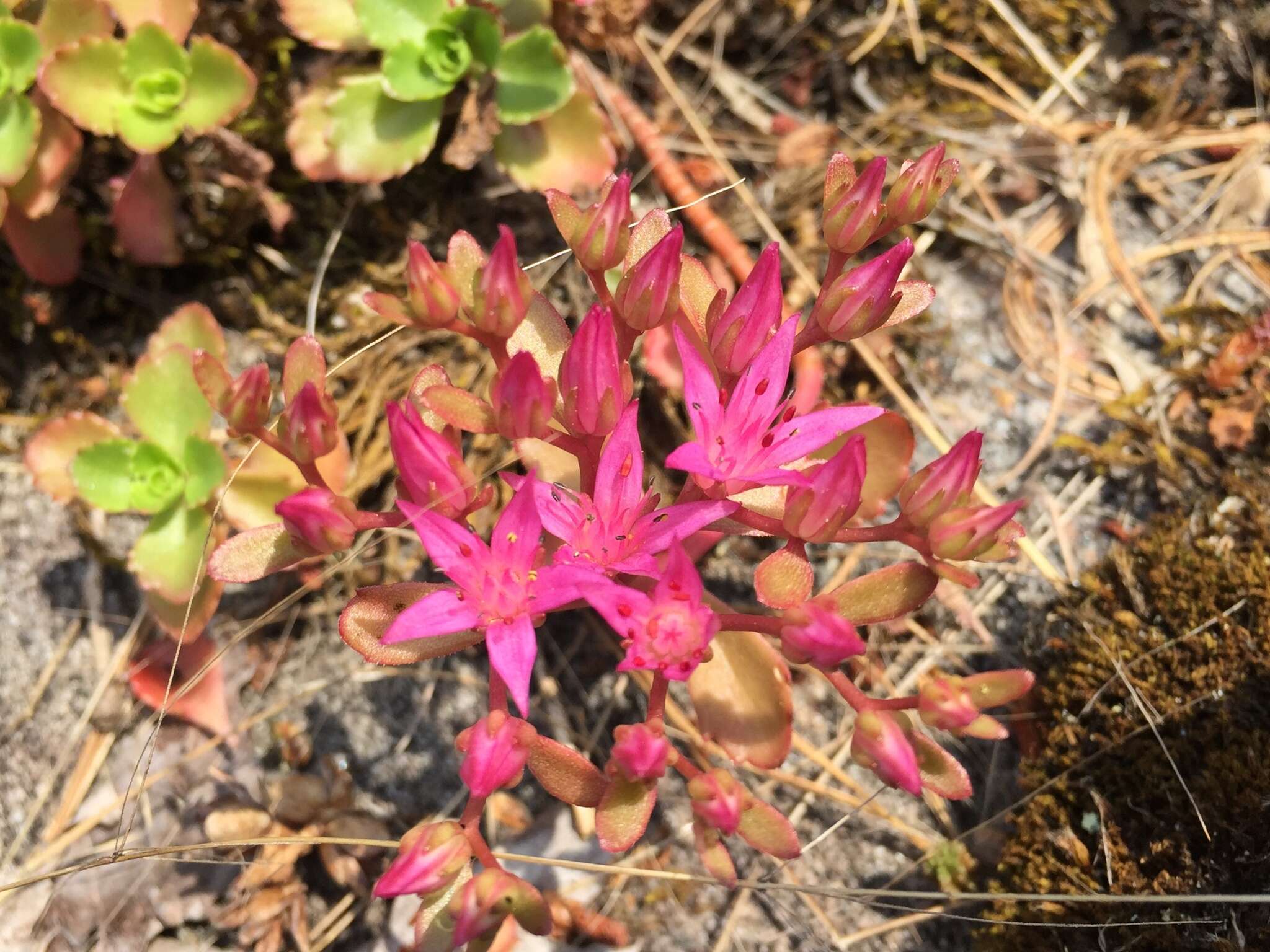 Image of Caucasian stonecrop