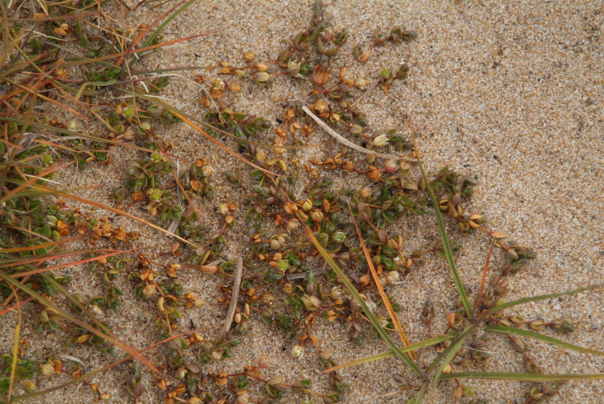 Imagem de Stellaria humifusa Rottb.