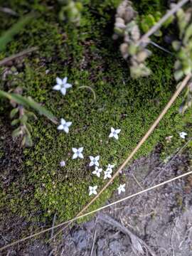 Image of Arcytophyllum filiforme (Ruiz & Pav.) Standl.