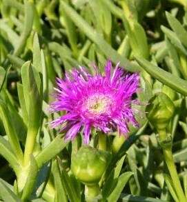 Image of Carpobrotus dimidiatus (Haw.) L. Bol.