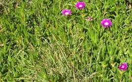 Image of Carpobrotus deliciosus (L. Bol.) L. Bol.