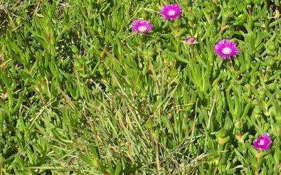 Image of Carpobrotus deliciosus (L. Bol.) L. Bol.