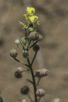 Image of straight bladderpod