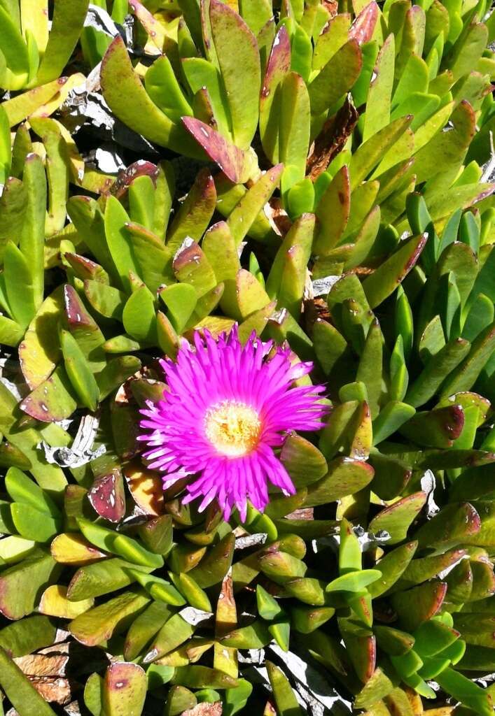 Image of Carpobrotus mellei (L. Bol.) L. Bol.