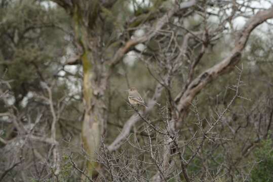 Image of Lesser Shrike-Tyrant