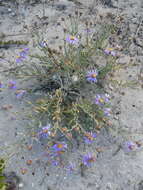 Image of Amellus asteroides subsp. asteroides