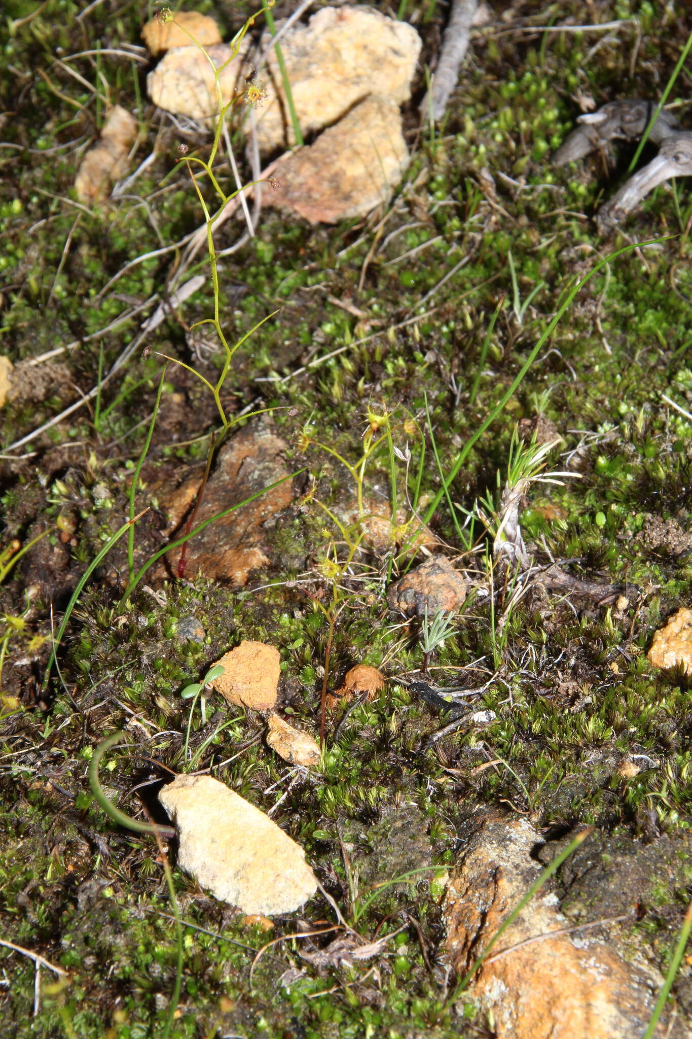 Image of Drosera modesta Diels