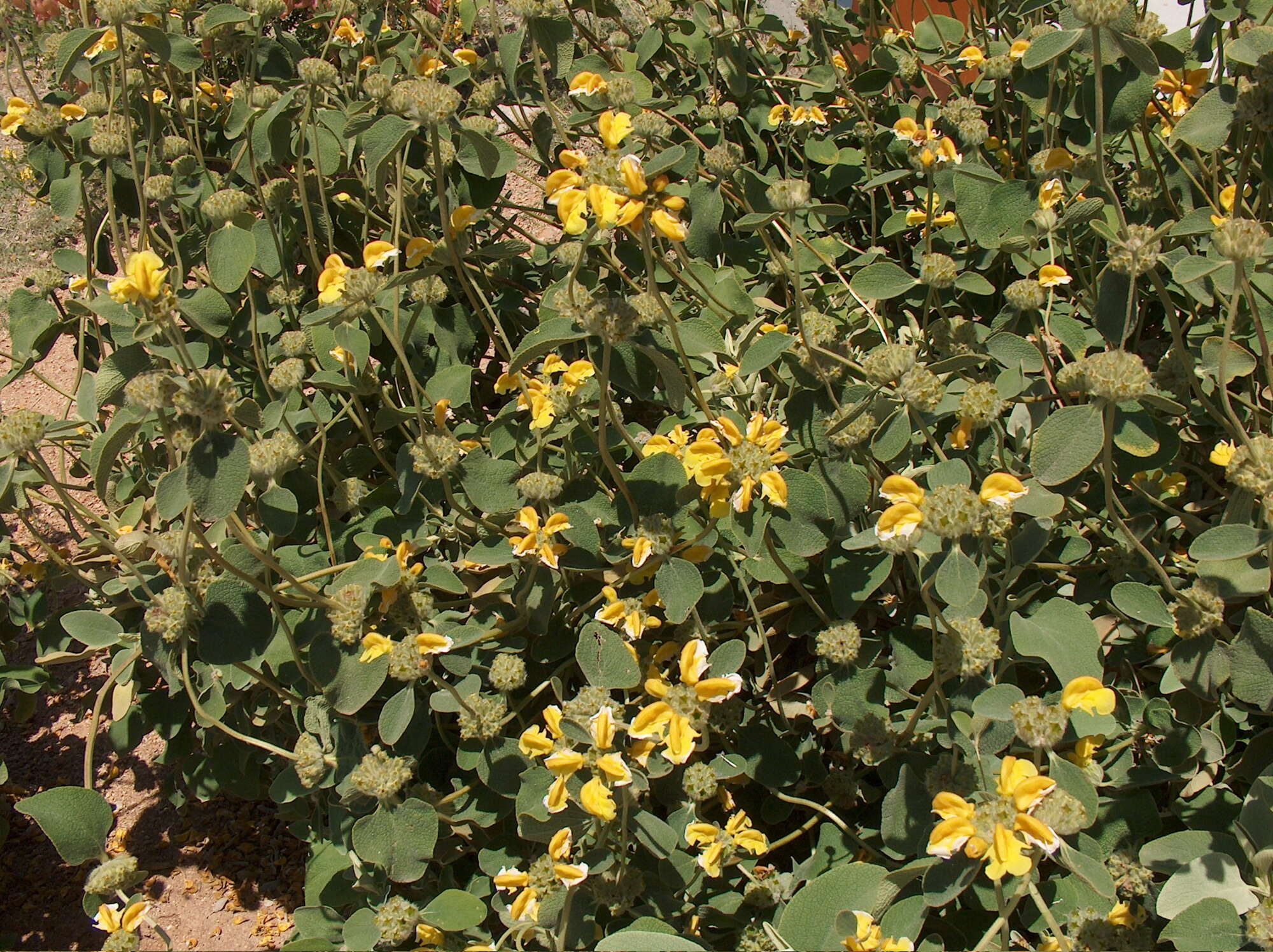 Image of Phlomis chrysophylla Boiss.