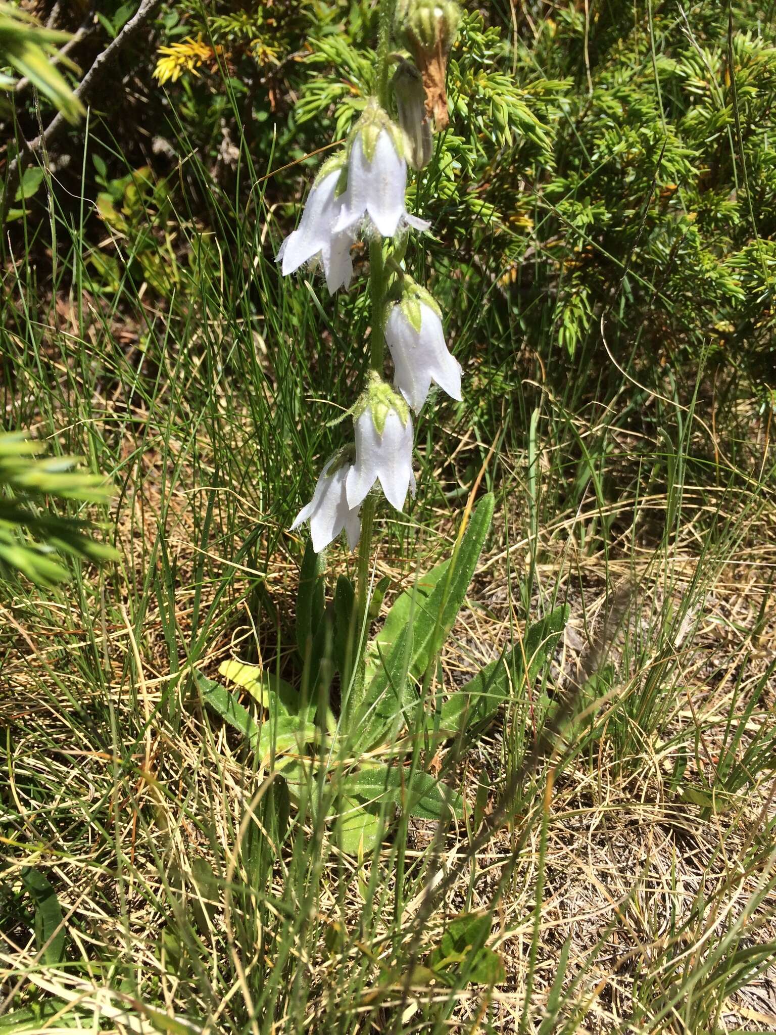 Image of Bearded Bellflower