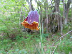 Image of Fritillaria