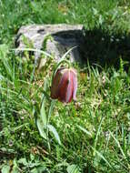 Image of Fritillaria lusitanica Wikstr.