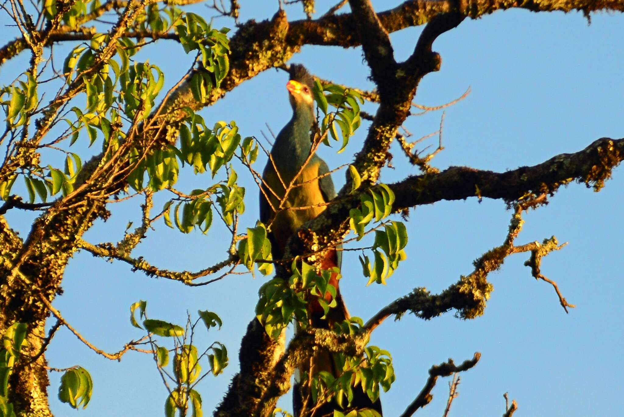 صورة Corythaeola Heine 1860