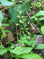 Image of Lesser Twayblade