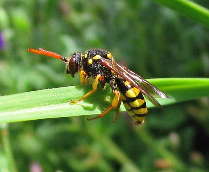 Image of Nomada succincta Panzer 1798