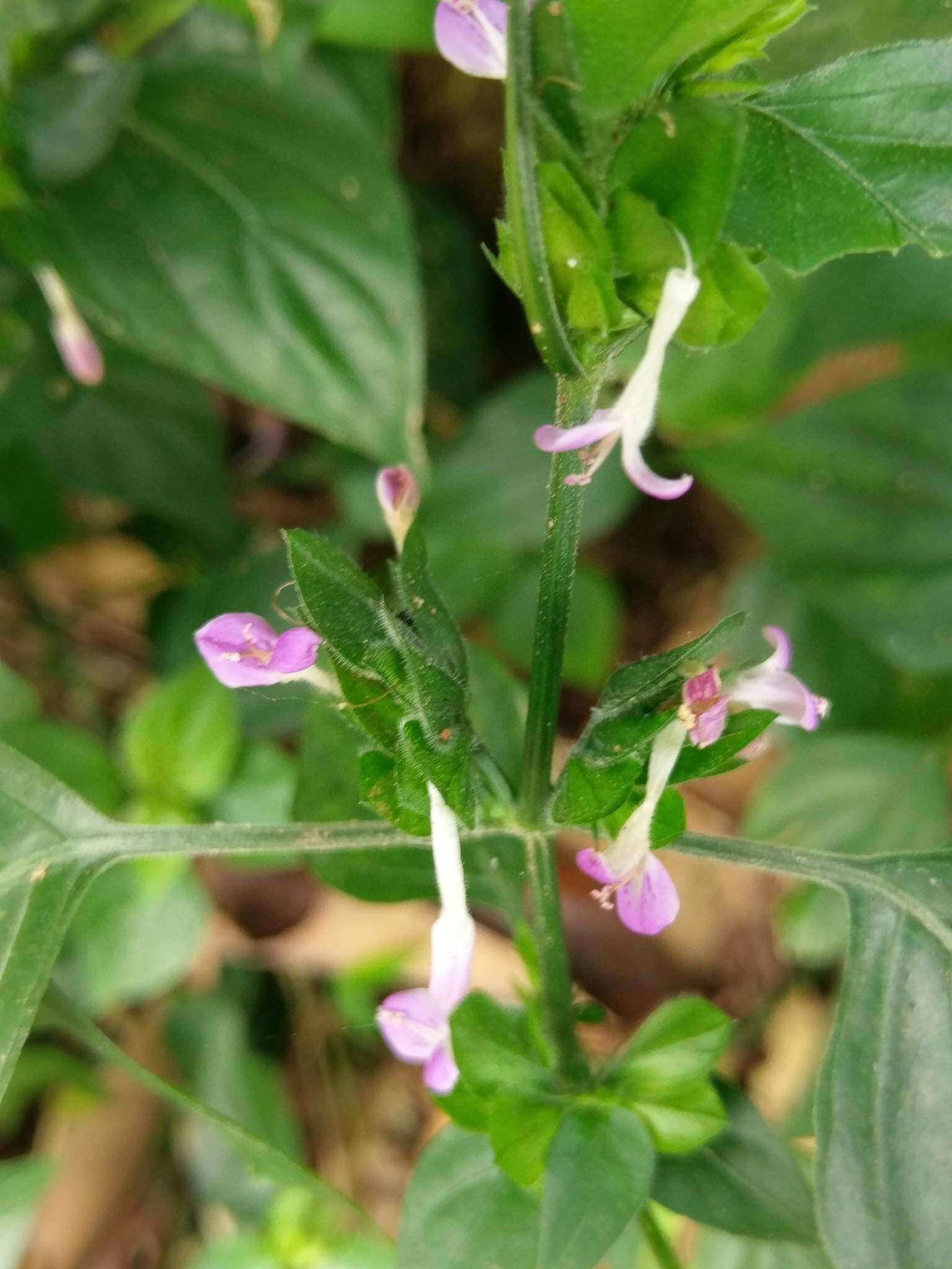 Imagem de Dicliptera chinensis (L.) Juss.