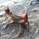 Image of Atlantic mud crab