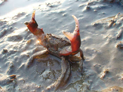 Image of Atlantic mud crab